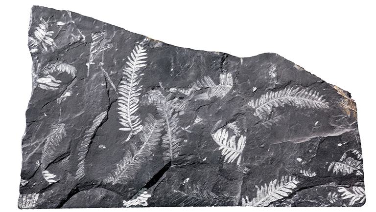 fossili-miti-leggende1